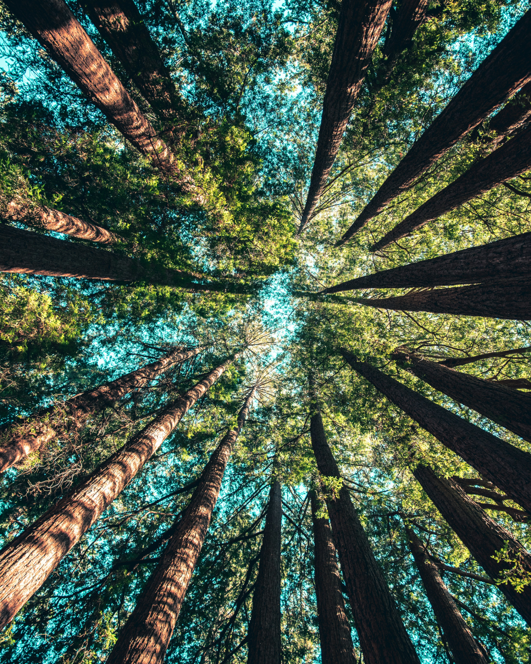 California landscape 3